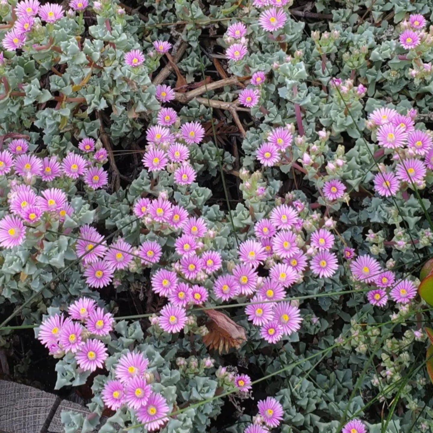 Oscularia deltoides 'Pink Ice Plant'